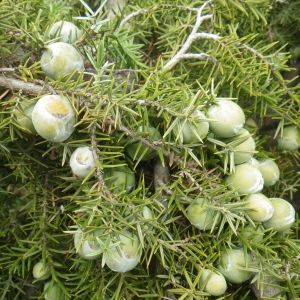 Photographie n°1408453 du taxon Juniperus oxycedrus subsp. macrocarpa (Sm.) Ball [1878]