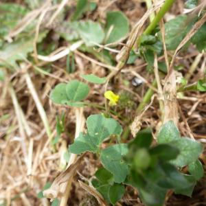 Photographie n°1408514 du taxon Medicago arabica (L.) Huds. [1762]