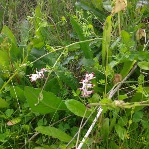 Photographie n°1408670 du taxon Fumeterre grimpante