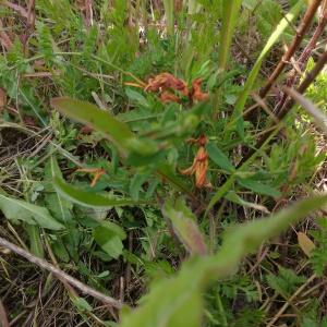 Photographie n°1408681 du taxon Millepertuis perforé