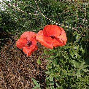 Photographie n°1408741 du taxon Papaver rhoeas L. [1753]