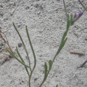 Photographie n°1408778 du taxon Malcolmia ramosissima (Desf.) Gennari [1878]