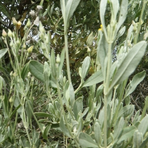 Photographie n°1408801 du taxon Cistus halimifolius L. [1753]