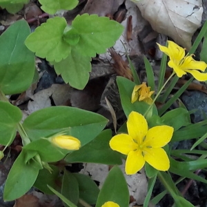 Photographie n°1411134 du taxon Lysimachia nemorum L. [1753]