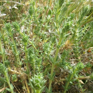 Photographie n°1411486 du taxon Crucianella maritima L. [1753]
