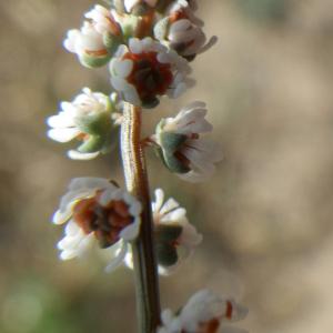 Sesamoides canescens var. spathulatus (Moris) Gamisans (Astérocarpe spatulé)