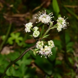 Photographie n°1412624 du taxon Sanicula europaea L. [1753]