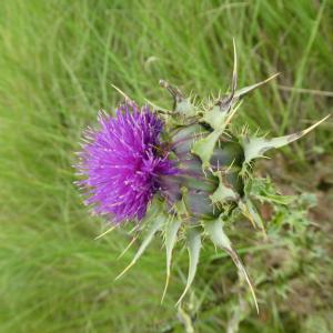 Photographie n°1414163 du taxon Silybum marianum (L.) Gaertn. [1791]