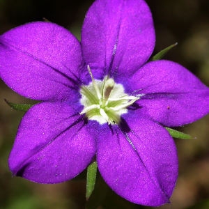 Legousia speculum-veneris (L.) Chaix [1785] [nn] par Michel DÉmares le 01/07/2014 - La Mure-Argens