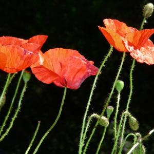 Photographie n°1414743 du taxon Papaver rhoeas L. [1753]