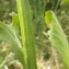  Liliane Roubaudi - Centaurea napifolia L. [1753]