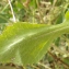  Liliane Roubaudi - Centaurea napifolia L. [1753]