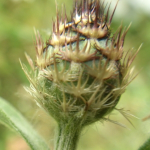 Centaurea napifolia L. (Centaurée à feuilles de navet)
