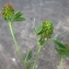  Liliane Roubaudi - Trifolium squamosum L. [1759]