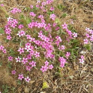 Photographie n°1416977 du taxon Oxalis articulata Savigny [1798]