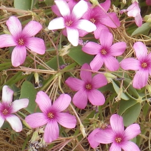 Photographie n°1416987 du taxon Oxalis articulata Savigny [1798]