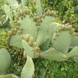 Photographie n°1416990 du taxon Opuntia ficus-indica (L.) Mill. [1768]