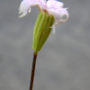 Photographie n°1416995 du taxon Silene laeta (Aiton) Godr. [1847]