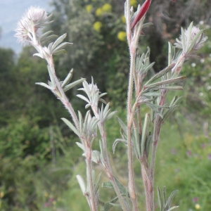 Photographie n°1417053 du taxon Trifolium arvense L. [1753]