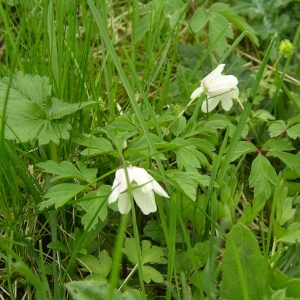 Photographie n°1417338 du taxon Anemone nemorosa L. [1753]