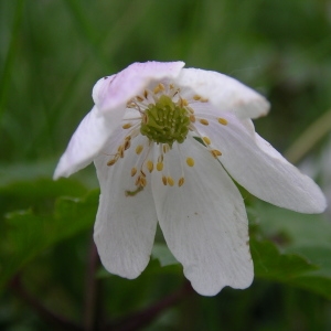 Photographie n°1417343 du taxon Anemone nemorosa L. [1753]