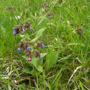 Photographie n°1417348 du taxon Pulmonaria montana Lej. [1811]