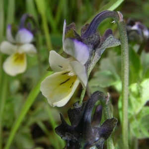 Photographie n°1417385 du taxon Viola arvensis Murray [1770]