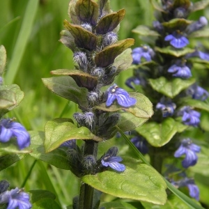 Photographie n°1417411 du taxon Ajuga reptans L. [1753]