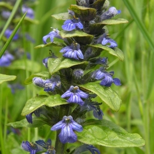 Photographie n°1417413 du taxon Ajuga reptans L. [1753]