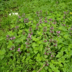 Photographie n°1417438 du taxon Lamium maculatum (L.) L. [1763]