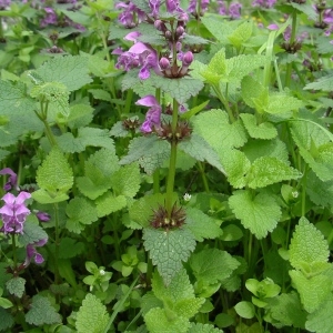 Photographie n°1417443 du taxon Lamium maculatum (L.) L. [1763]