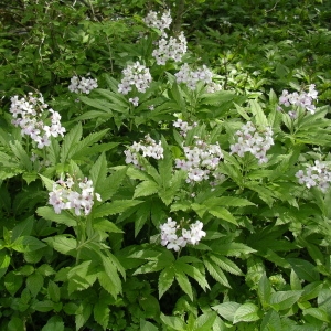 Photographie n°1417452 du taxon Cardamine heptaphylla (Vill.) O.E.Schulz [1903]