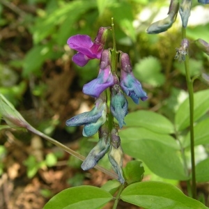 Photographie n°1417468 du taxon Lathyrus vernus (L.) Bernh. [1800]