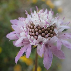 Photographie n°1418665 du taxon Scabiosa atropurpurea var. maritima (L.) Fiori [1903]