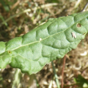 Photographie n°1418701 du taxon Rumex thyrsoides Desf. [1798]