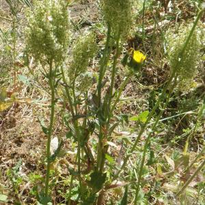 Photographie n°1418712 du taxon Rumex thyrsoides Desf. [1798]