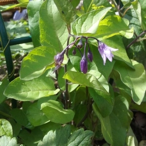 Photographie n°1419874 du taxon Solanum dulcamara L. [1753]