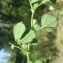  Liliane Roubaudi - Medicago truncatula Gaertn. [1791]