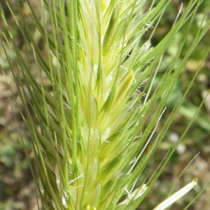 Dasypyrum villosum (L.) P.Candargy (Blé velu)