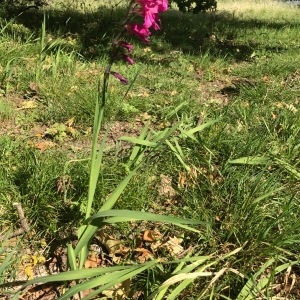 Photographie n°1420928 du taxon Gladiolus communis L. [1753]