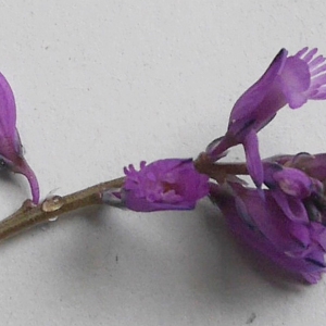 Photographie n°1424382 du taxon Polygala vulgaris L. [1753]