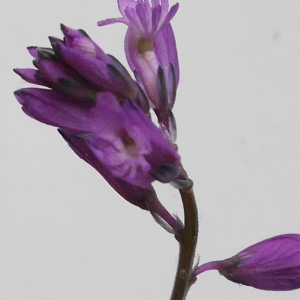 Photographie n°1424383 du taxon Polygala vulgaris L. [1753]