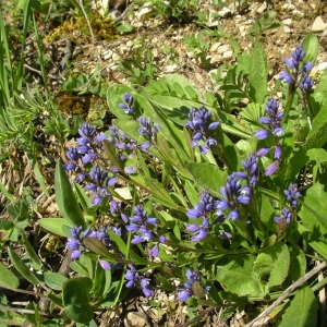 Photographie n°1427553 du taxon Polygala vulgaris L. [1753]