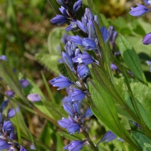 Photographie n°1427559 du taxon Polygala vulgaris L. [1753]