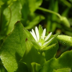 Photographie n°1427603 du taxon Stellaria media (L.) Vill. [1789]