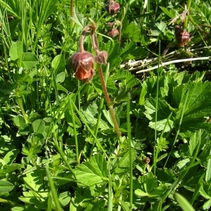 Photographie n°1427671 du taxon Geum rivale L. [1753]