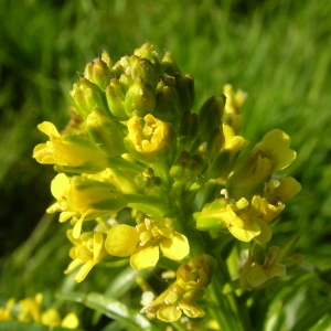 Photographie n°1429111 du taxon Barbarea vulgaris R.Br. [1812]