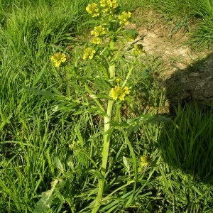 Photographie n°1429121 du taxon Barbarea vulgaris R.Br. [1812]