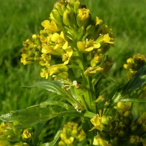 Photographie n°1429127 du taxon Barbarea vulgaris R.Br. [1812]