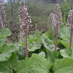 Photographie n°1429180 du taxon Petasites hybridus (L.) G.Gaertn., B.Mey. & Scherb. [1801]